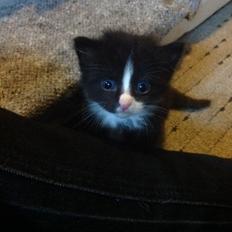 Blanding af racer Benjamin