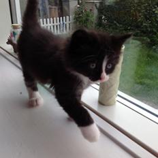 Blanding af racer Benjamin