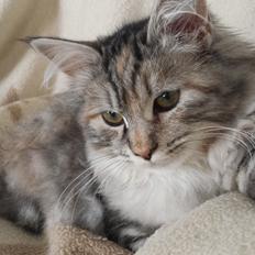 Kurilean Bobtail Benthe