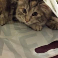 Kurilean Bobtail Benthe