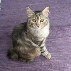 Kurilean Bobtail Benthe