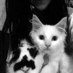 Maine Coon Ahri "Mitte"