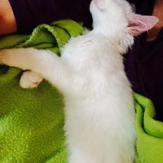 Maine Coon Ahri "Mitte"