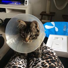 Maine Coon Pjuske