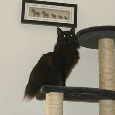 Kurilean Bobtail Beretta iz Dikogo Plemeni [Himmelkat]