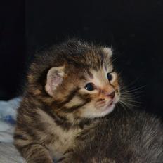 Europé Eife's Whirlaway (Willy)