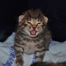 Europé Eife's Whirlaway (Willy)