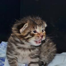 Europé Eife's Whirlaway (Willy)