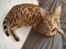 Bengal Bagheera, kaldes Baggie