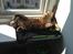 Bengal Bagheera, kaldes Baggie
