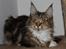 Maine Coon DK Proud Danish MoonDancer