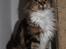 Maine Coon DK Proud Danish MoonDancer