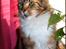 Maine Coon DK Proud Danish MoonDancer
