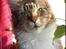 Maine Coon DK Proud Danish MoonDancer