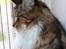 Maine Coon DK Proud Danish MoonDancer
