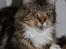 Maine Coon DK Proud Danish MoonDancer