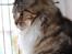 Maine Coon DK Proud Danish MoonDancer