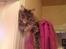 Maine Coon Mohi