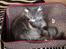Maine Coon Mohi