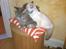 Maine Coon Mohi