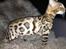 Bengal Nebsagers Skywalker
