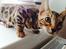 Bengal Nebsagers Skywalker