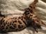 Bengal Nebsagers Skywalker