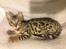 Bengal Nebsagers Skywalker