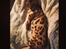 Bengal Nebsagers Skywalker