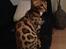 Bengal Nebsagers Skywalker