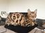 Bengal Nebsagers Skywalker