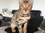 Bengal Nebsagers Skywalker