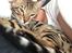 Bengal Nebsagers Skywalker