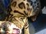 Bengal Nebsagers Skywalker