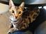 Bengal Nebsagers Skywalker
