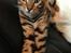Bengal Nebsagers Skywalker
