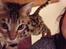 Bengal Nebsagers Skywalker