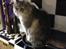 Maine Coon Mohi