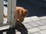 Huskat Julle