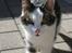 Huskat Bette Ski