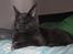 Maine Coon DK Proud Danish Prince Charming