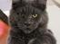 Maine Coon DK Proud Danish Prince Charming