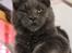 Maine Coon DK Proud Danish Prince Charming