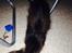 Maine Coon Pjuske