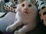 Kurilean Bobtail IC. Korzhik SuperBob "Kiksen"