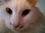 Kurilean Bobtail IC. Korzhik SuperBob "Kiksen"