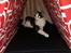 Huskat Bette Ski