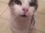 Huskat Bette Ski