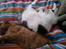 Huskat Julle