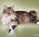 Kurilean Bobtail GIC. DK Klokmose´s Slush Ice